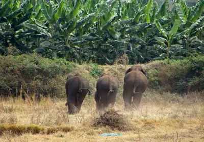 male asian elephants group all-male foraging agricultural area land food social behavior safety traveling together
